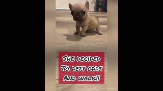 Miracle Frenchie MILAN