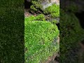 Bryophyte