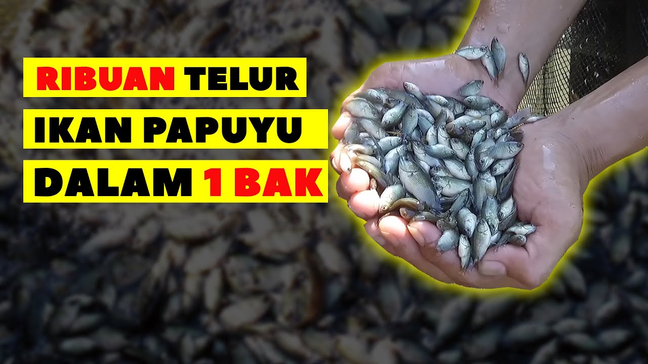 Cara #Pemijahan #Ikan #Papuyu Hingga Menghasilkan Puluhan Ribu Telur dalam 1 Bak