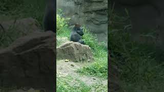 Download Lagu Zola Throws Shade #gorilla MP3