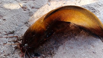 câu cá rô đồng, trê vàng thiên nhiên điểm câu quá chất lượng.