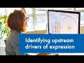 Identifying upstream drivers of expression