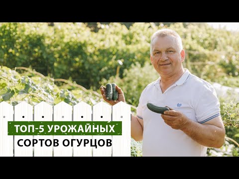 Video: Убадачы бадыраң 