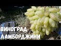 Виноград Кишмиш Ламборджини сигнальная гроздь на прививке 2021.