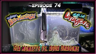 Sea Monkeys Vs. Aqua Dragons (Days 113)