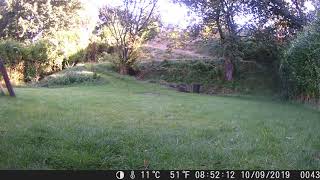 20190910 08 51 Fox day