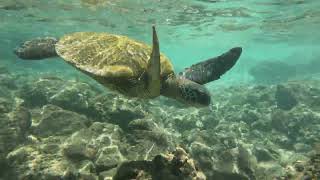 Incredible turtle encounter in Maui