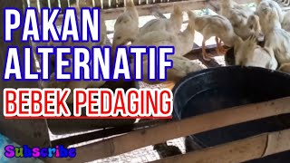 Pakan Alternatif untuk bebek pedaging