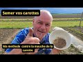 Comment semer les carottes et lutter contre la mouche des carottes