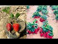 Simple technique to grow strawberries from strawberry fruit 100 work