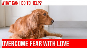 Help Your Golden Retriever Overcome Fear of Loud Noises & Construction