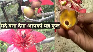 semar ka phool । सेमर फुल से मर्दाना ताकत की दवा ।
सेमर के ईस फूल के अद्भुत फायदे ।।