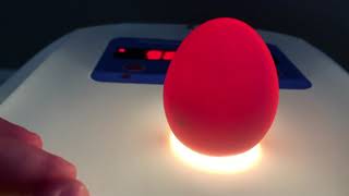 How To Candle Eggs On The Nurture Right 360 Incubator