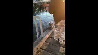 San remo pier snook fishing