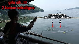 mancing jatiluhur terbaru//mancing ke sini pasti panen... ikan nya besar2...