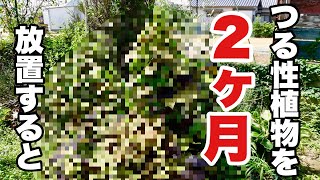 伸びすぎたつるは直ちにリセット　【園芸超人カーメン君】【超人的植え方】