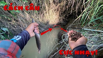 Cách câu cá chạch cực kì nhanh dính bao nhạy/hốt trọn ổ trong tích tắc