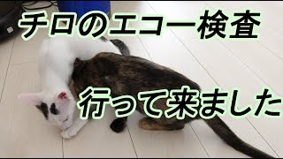 チロのエコー検査して来ました…血尿がまだ止まりません