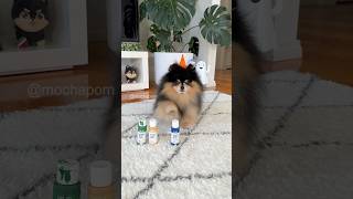 Cute dog makes a Halloween painting 🎨 #dog #pomeranian