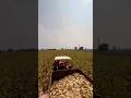 Makka 7328 #makka #youtubeshorts #trending #shots #agriculture #ytshorts #viral #farmer #myvlog #hit