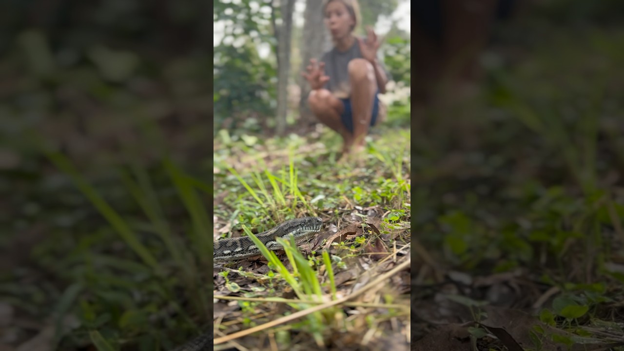 Meet the locals Down Under! #wildlife #python #australia #nature #creatures #sunniholden #drummer