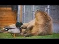 コールダックがカピバラをツンツン(反応強め) (Call duck peck capybara and... Part.2)