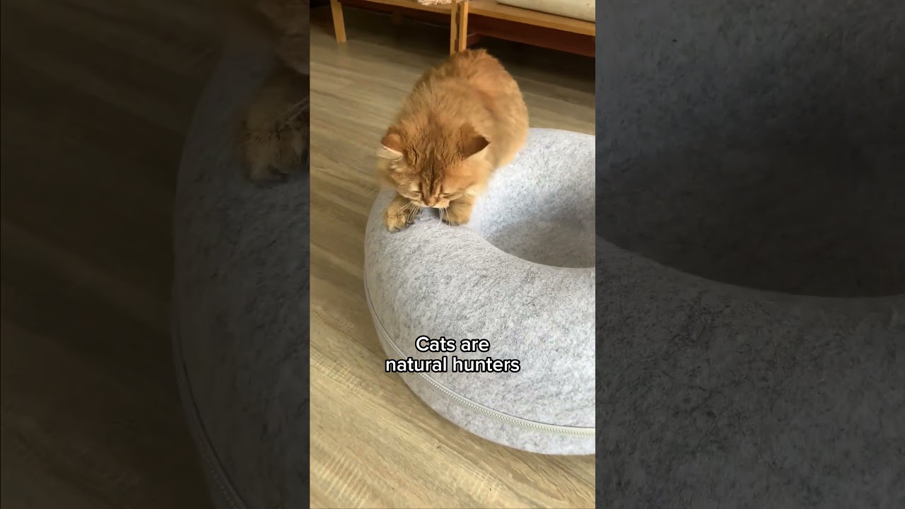 Why a cozy place is important for cats