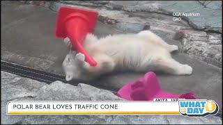 Polar bear cub plays with traffic cone What a Day
