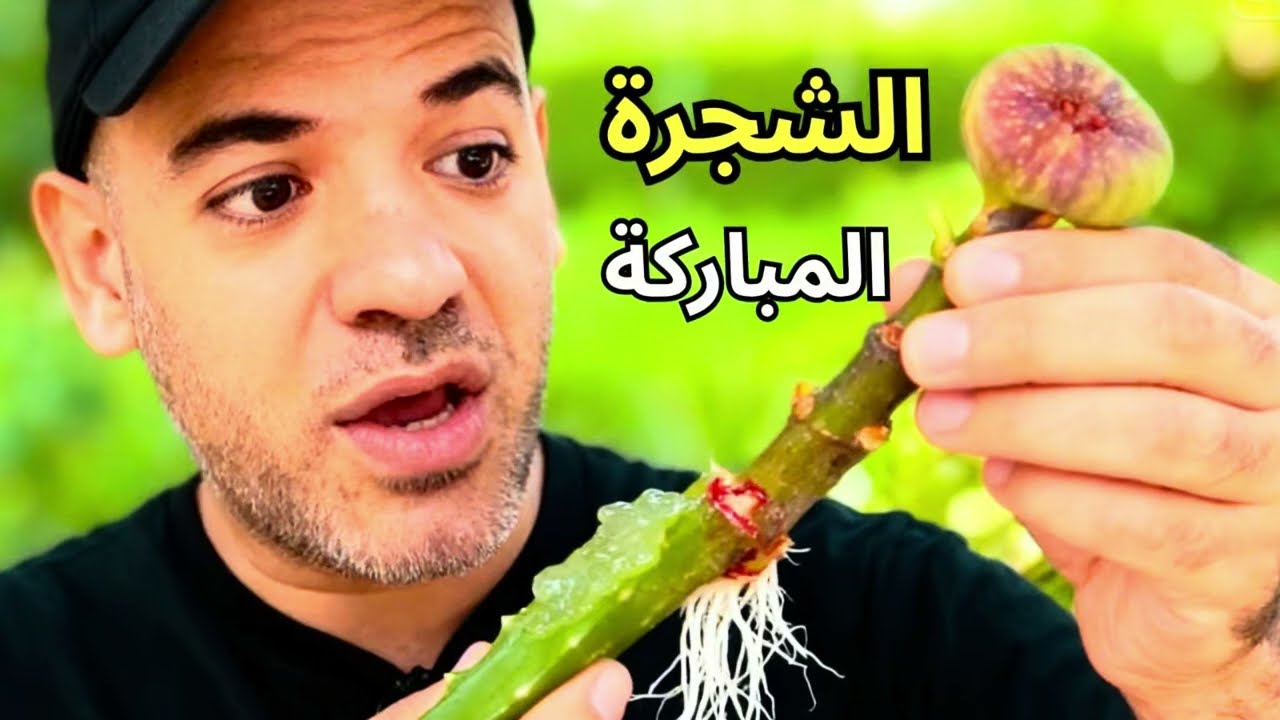 إزاي تزرع شجرة تين من فرع واحد؟ 🌱