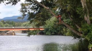 Piquero río cruces