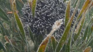 FLORES - 'EXPLODING FISH'