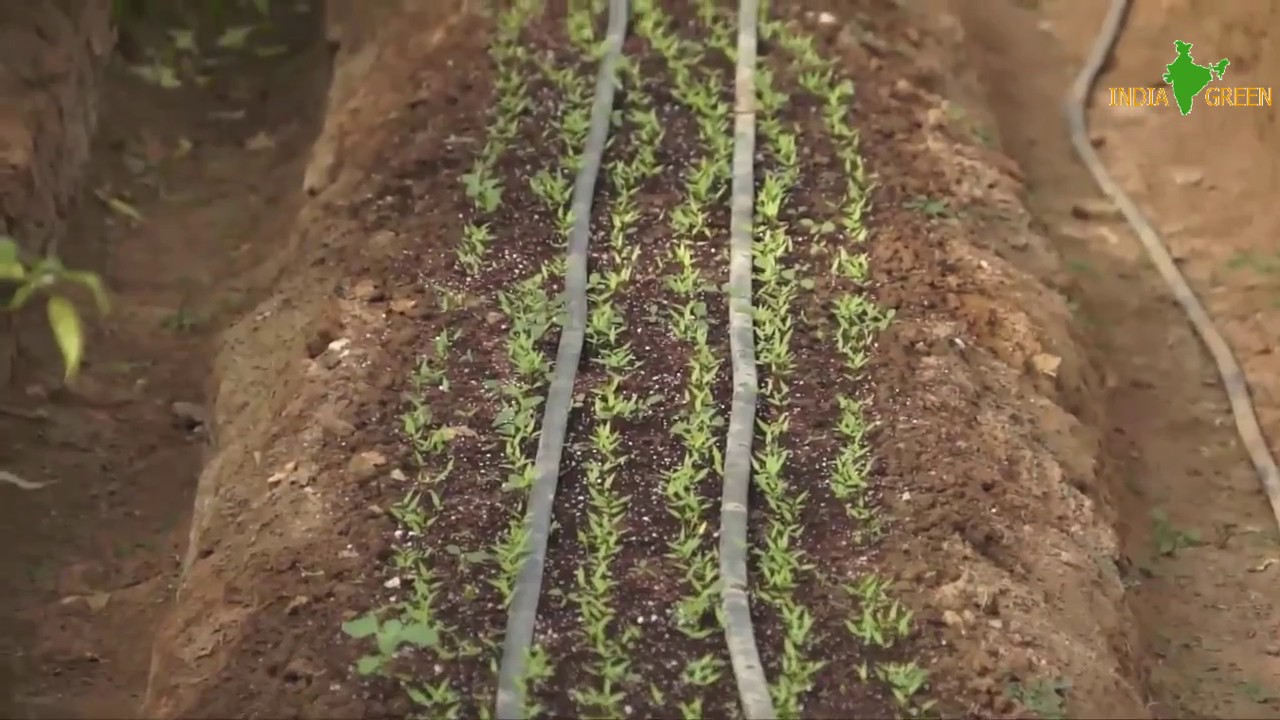 India Green Hi-Tech Agri, Farming in Poly House