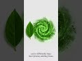 Algae: The Hidden Life Support