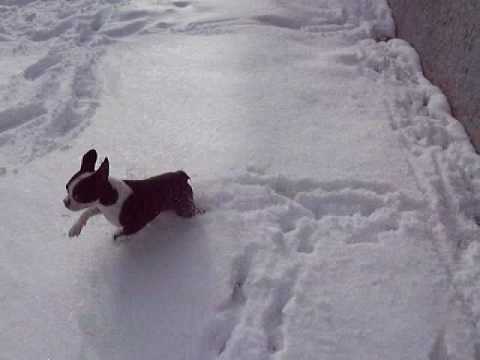 Boston Terrier - Logan's 1st snow 030209