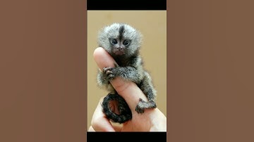 🐒 9 Most Amazing Facts about Monkey || 9 Interesting Facts || Weird Facts about Monkey || #shorts