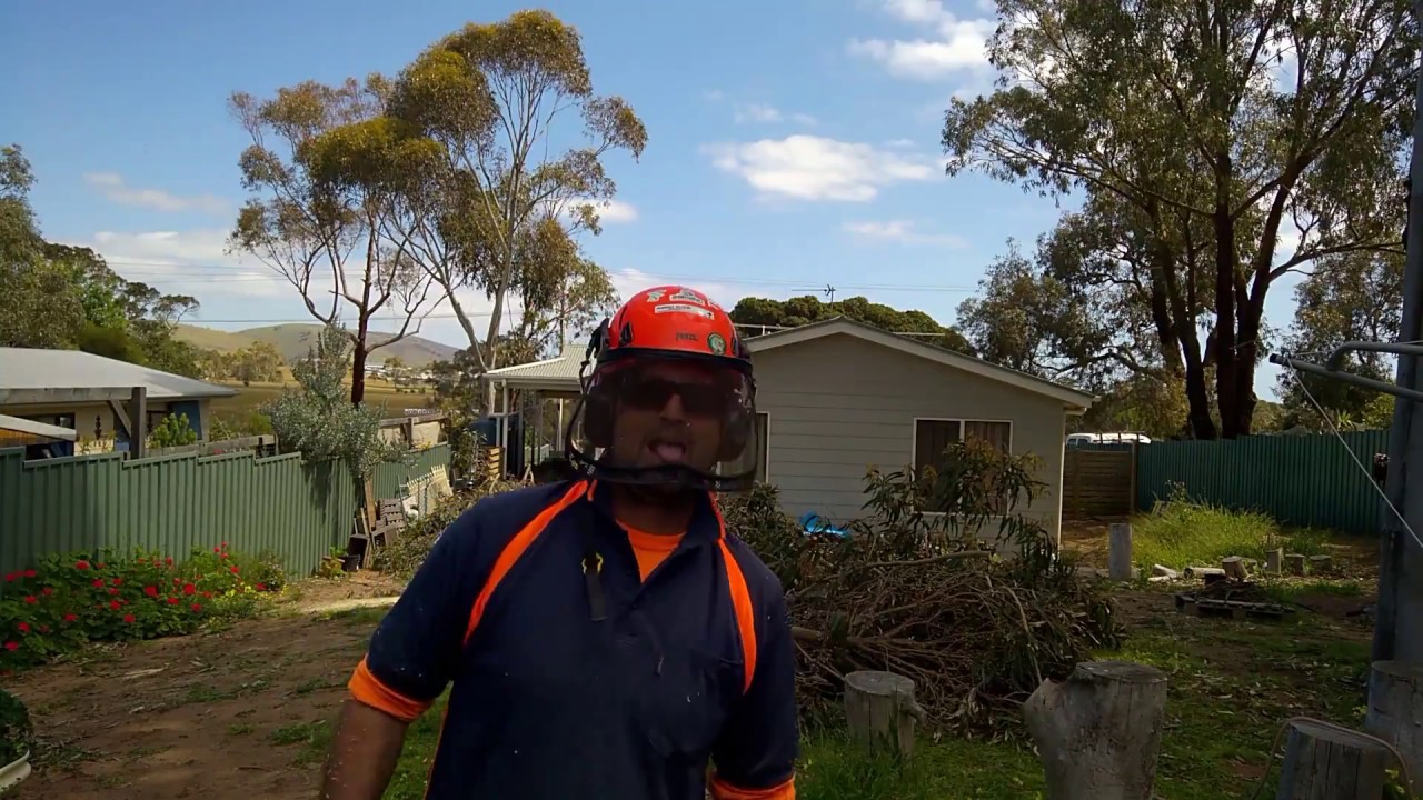 Backyard tree felling - With Husqvarna 562xp - YouTube