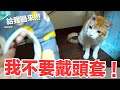 【好味小姐】頭上一個大洞還不乖！要抓住貓好難...｜好味貓日常EP67