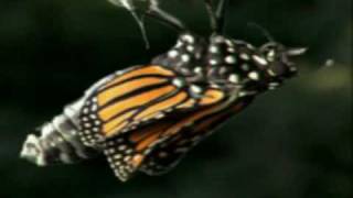 Butterfly: video dictionary definition