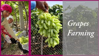 Grapes Farming in Indian