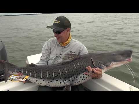 Vídeo: Como Pegar Peixes Grandes