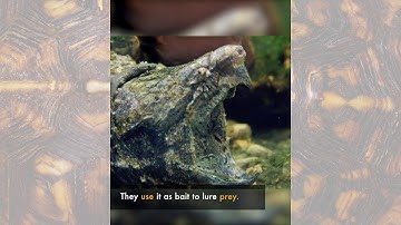 I Wonder How Alligator Snapping Turtles Catch Food