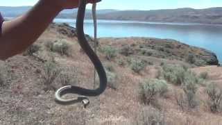 Western Racer, Coluber Constrictor