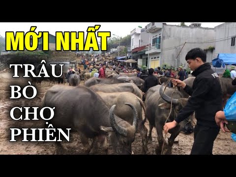 Video: Ưu điểm và nhược điểm: Chó nội trú cũi so với nội trú nội trú