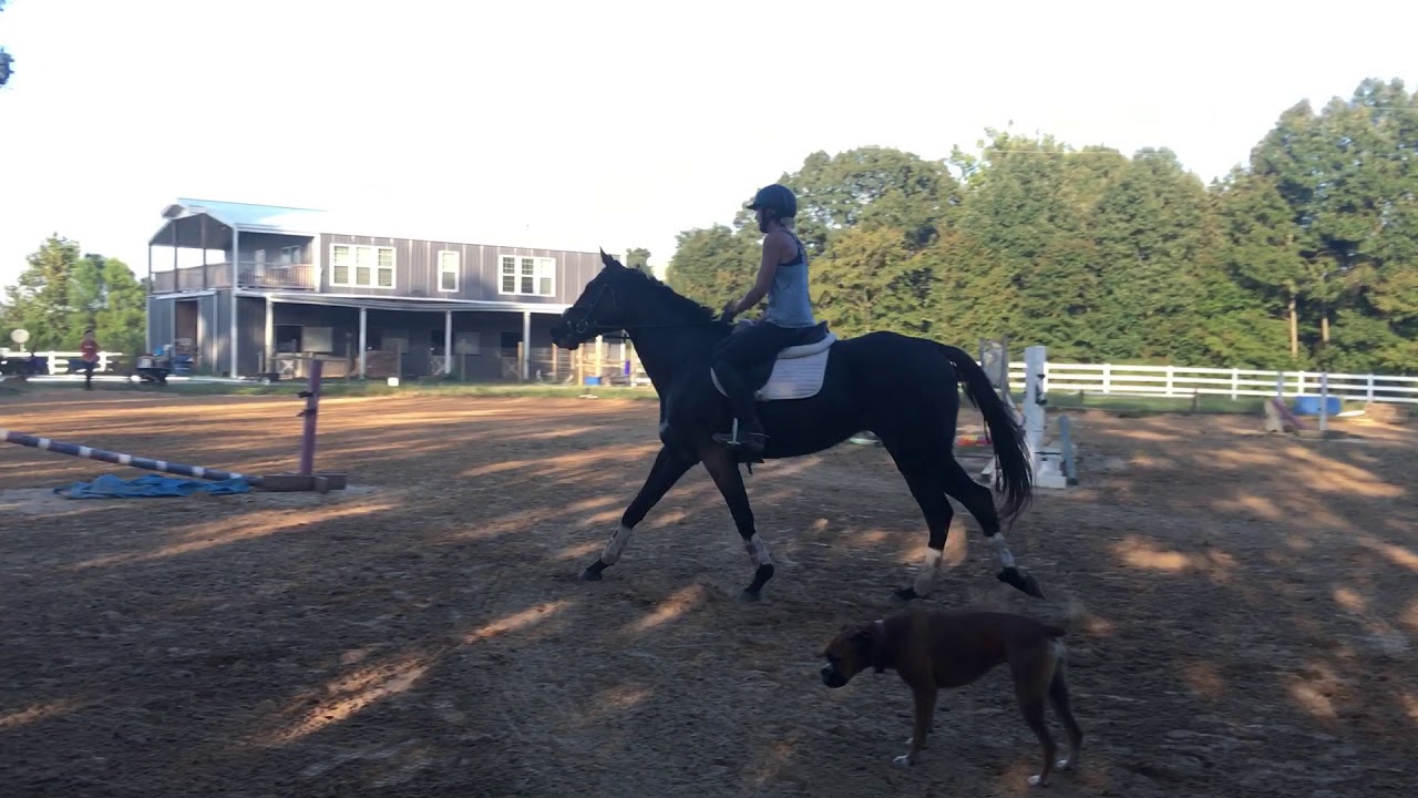 Second Chance Thoroughbreds - sold - BEN - YouTube