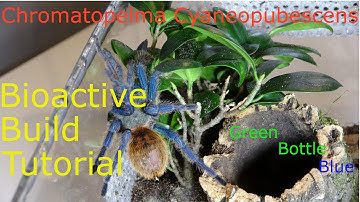 How to build a bioactive vivarium for a tarantula Chromatopelma cyaneopubescens (green bottle blue)
