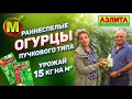 Раннеспелые Огурцы с Урожаем 15 кг/м2. Огурцы Пучкового Типа Плодоношения.