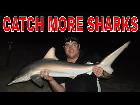 BEST beach shark fishing rig 