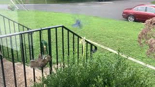 Eastern Bluebird Dive Bombs Squirrel at Suet Dough Feeder