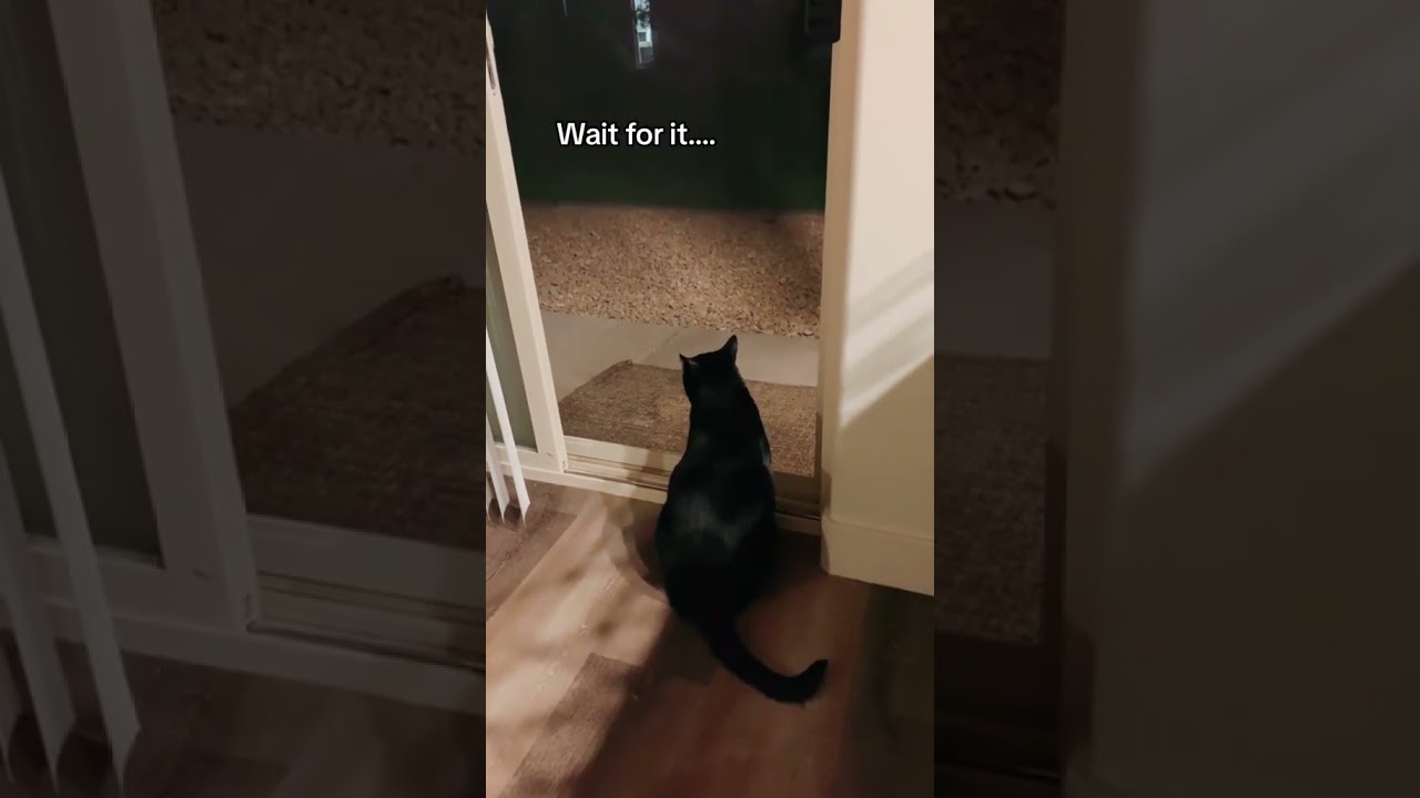 Cat Really Talking Calls Dog Inside House  😂 