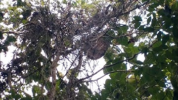 lần đầu tiên gặp tổ ong khoái khủng hung dữ nằm ở cây mít sầu rừng già khô hết mật.- Tình Thợ Rừng